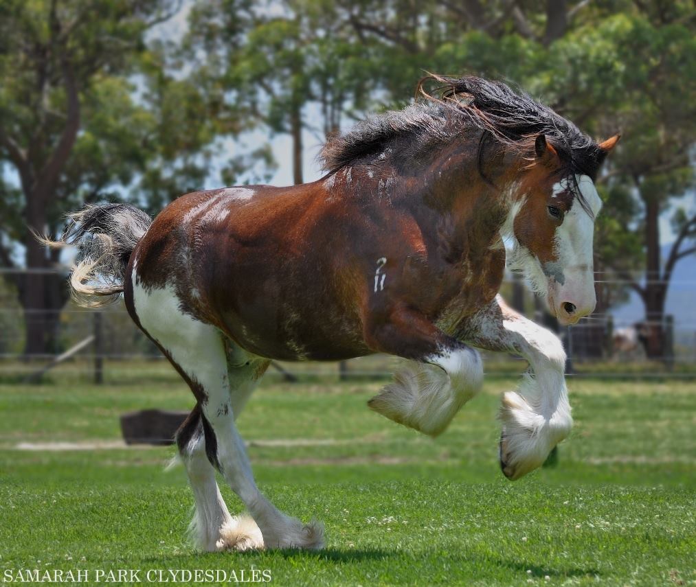Clydesdale Stallions @Samarah Park Clydesdale Stud, New South Wales, Australia